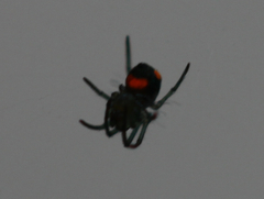 Leucauge