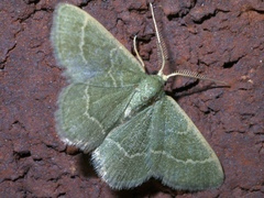 Chlorochlamys phyllinaria