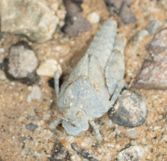 Cibolacris parviceps