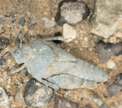 Cibolacris parviceps