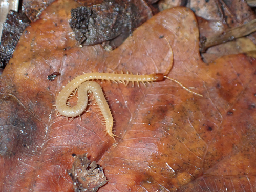Boreal Yellow-headed Soil Centipede, Egham, England, GB, photo 10 of 10