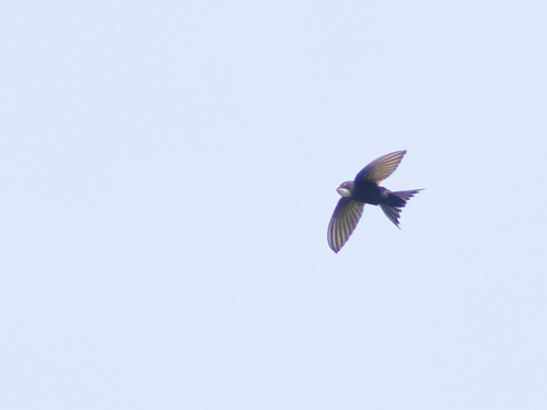 White-rumped Swift