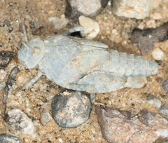 Cibolacris parviceps