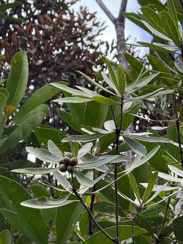 Pittosporum deplanchei observed 2026-03-17