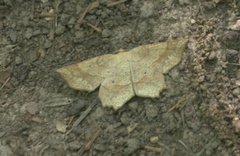 Euchlaena marginaria