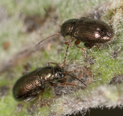 Hemiglyptus basalis