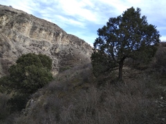 Juniperus polycarpos
