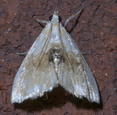 Lipocosma sicalis