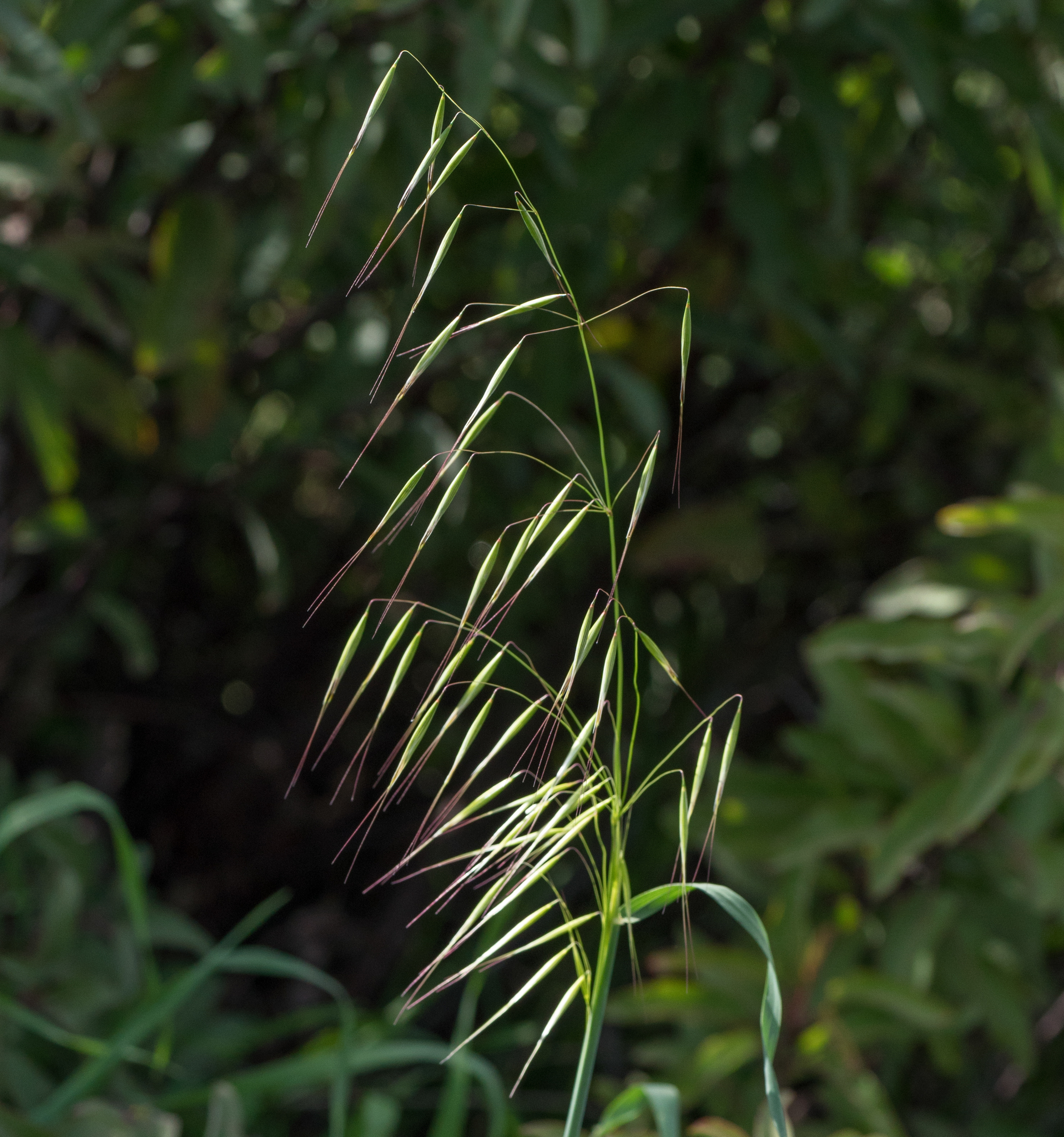 Avena barbata