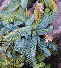 Valeriana philippiana