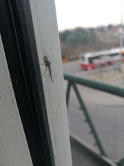 Chironomidae