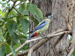 Platycercus venustus