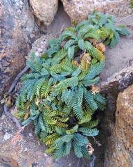 Valeriana philippiana