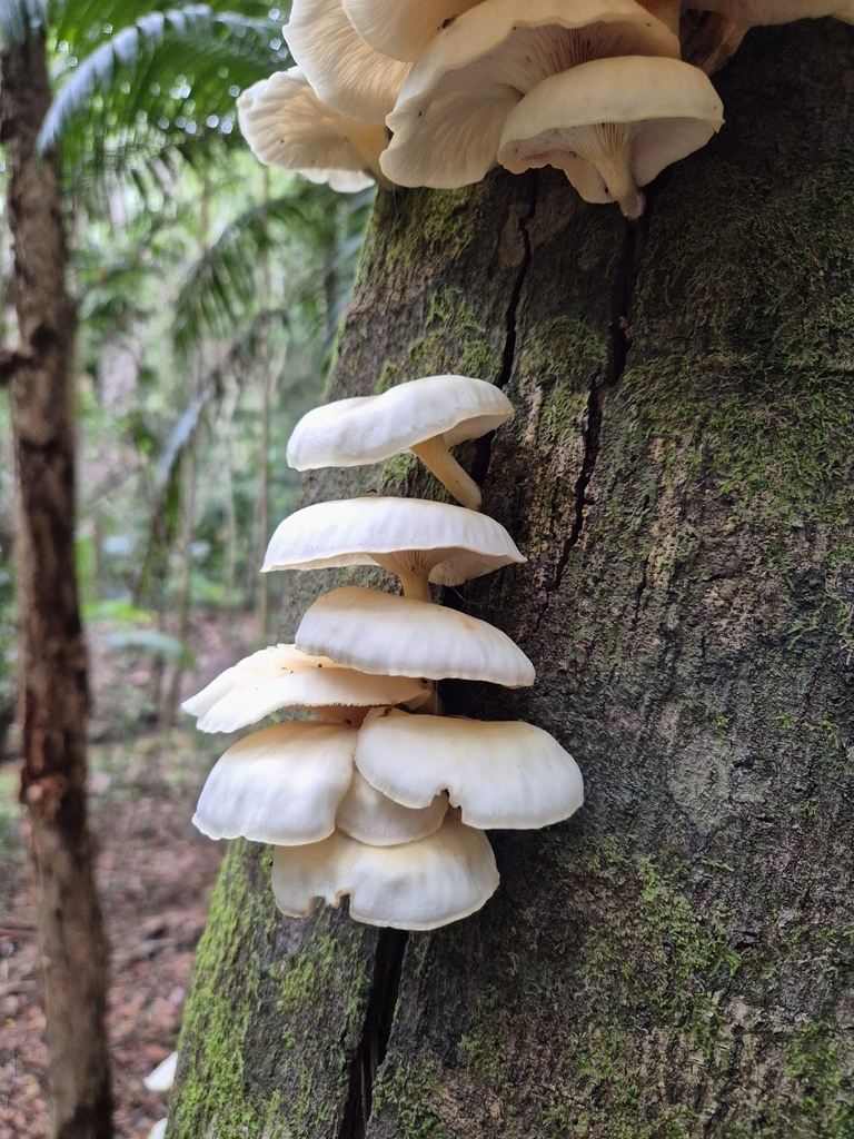 Omphalotus nidiformis · March 2026 · photo: © olliesaurus (iNaturalist, CC)