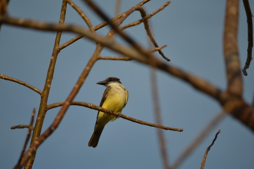 Tyrannus crassirostris