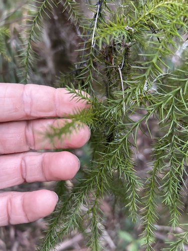 Callitris macleayana observed 2026-03-18
