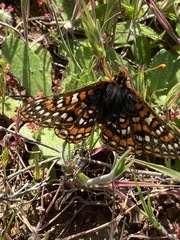 Euphydryas editha quino