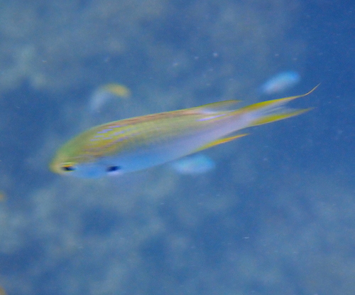 Neopomacentrus nemurus observed 2026-03-18
