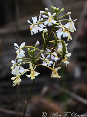 Epidendrum blepharistes