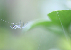 Leucauge argyrobapta