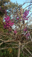 Cercis siliquastrum