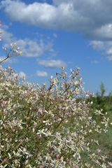 Clematis lathyrifolia