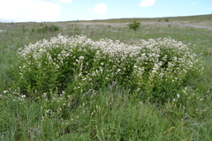 Clematis lathyrifolia