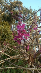 Cercis siliquastrum