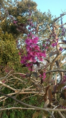 Cercis siliquastrum