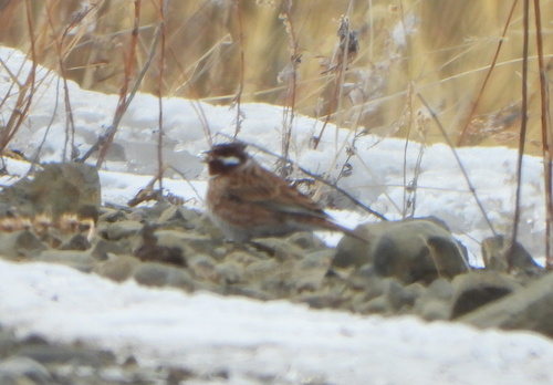 Pine Bunting (Emberiza leucocephalos), photo 3