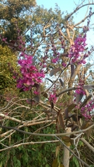 Cercis siliquastrum