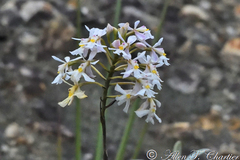 Epidendrum blepharistes
