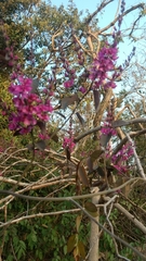 Cercis siliquastrum