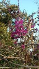 Cercis siliquastrum