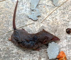 Crocidura hirta