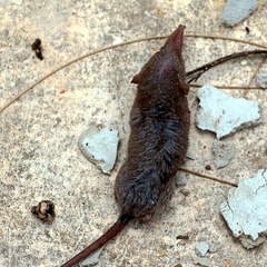 Crocidura hirta