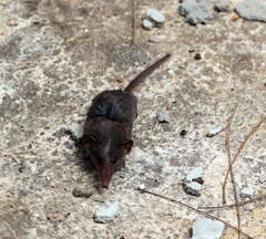 Crocidura hirta