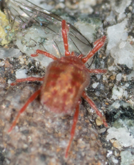 Balaustium