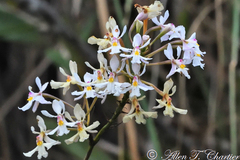Epidendrum blepharistes