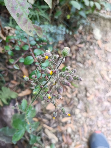 Sow-Thistle Blumea (Blumea sinuata)
