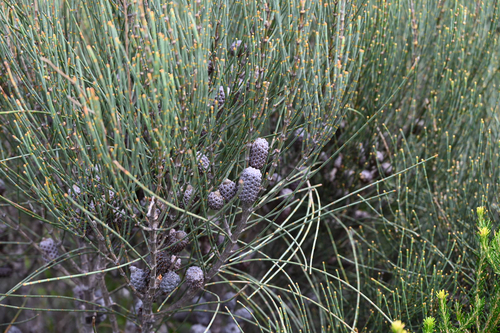 Allocasuarina distyla (Allocasuarina distyla)