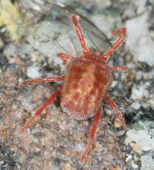 Balaustium