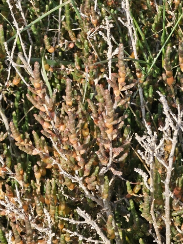 Common glasswort