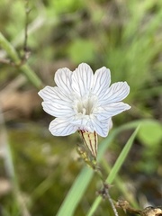 Silene reinwardtii