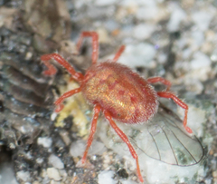 Balaustium