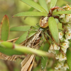 Diaea ambara