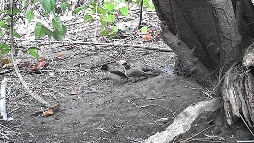 iNaturalist image