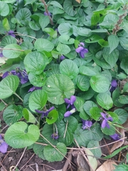 Viola odorata