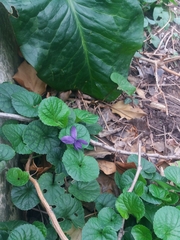 Viola odorata
