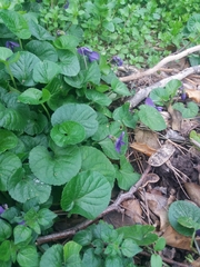 Viola odorata